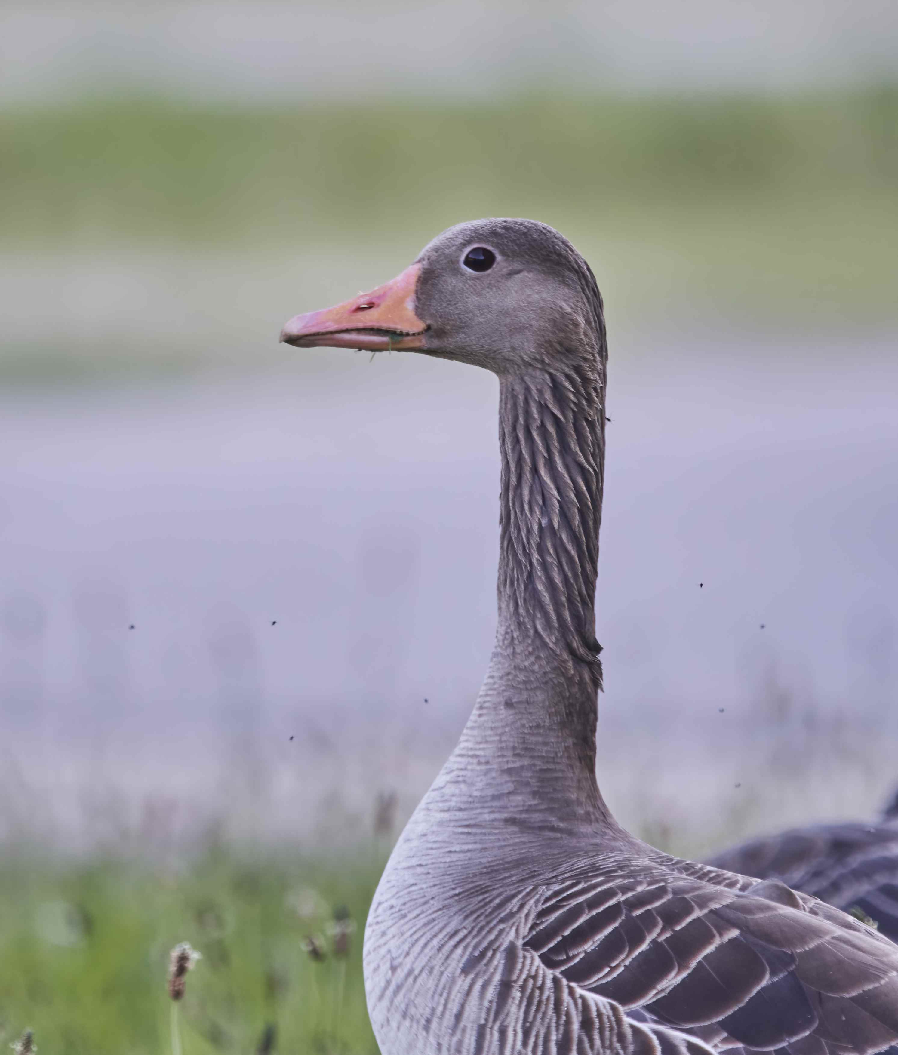 YOG_6040-DeNoiseAI-standard