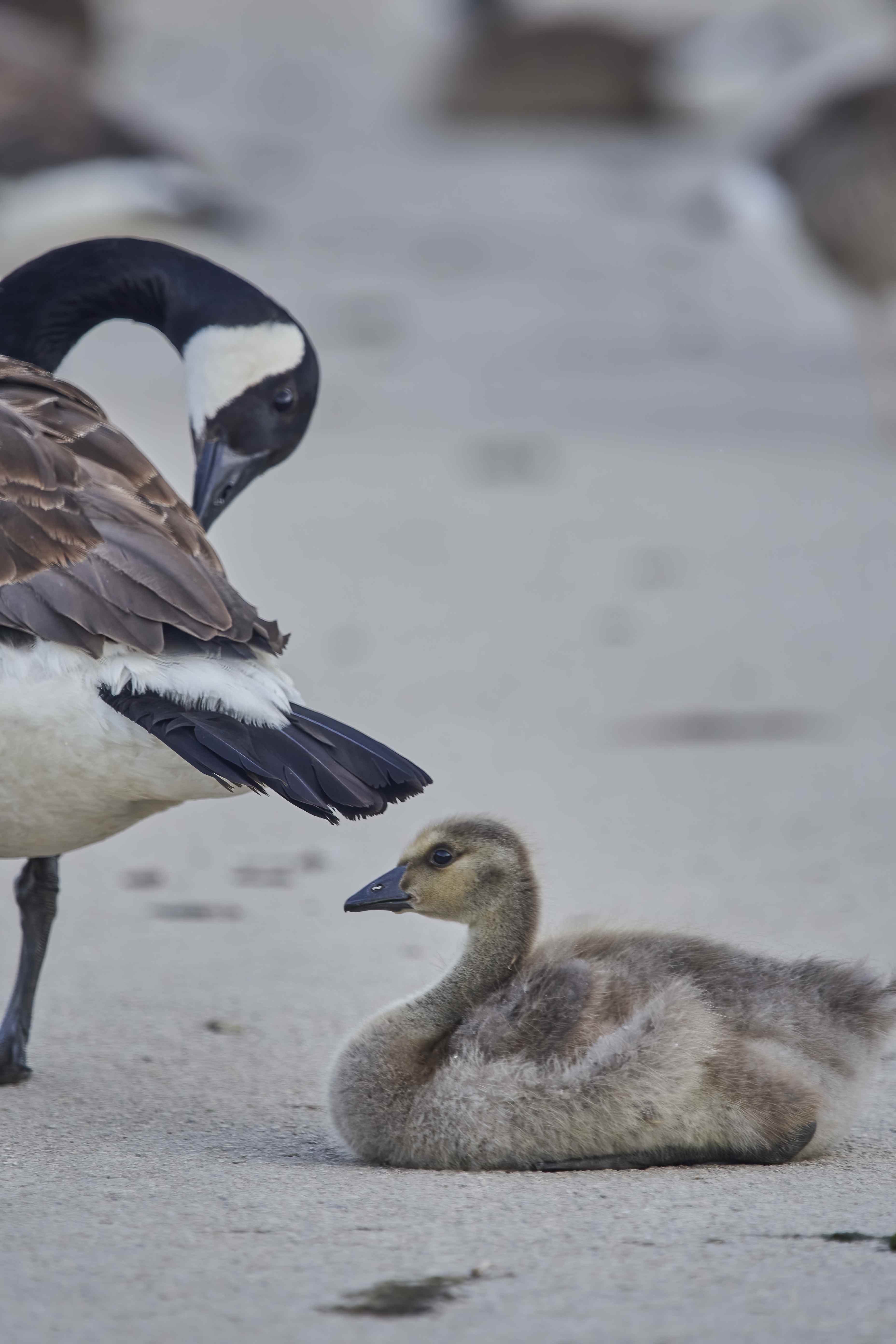 YOG_6065-DeNoiseAI-standard