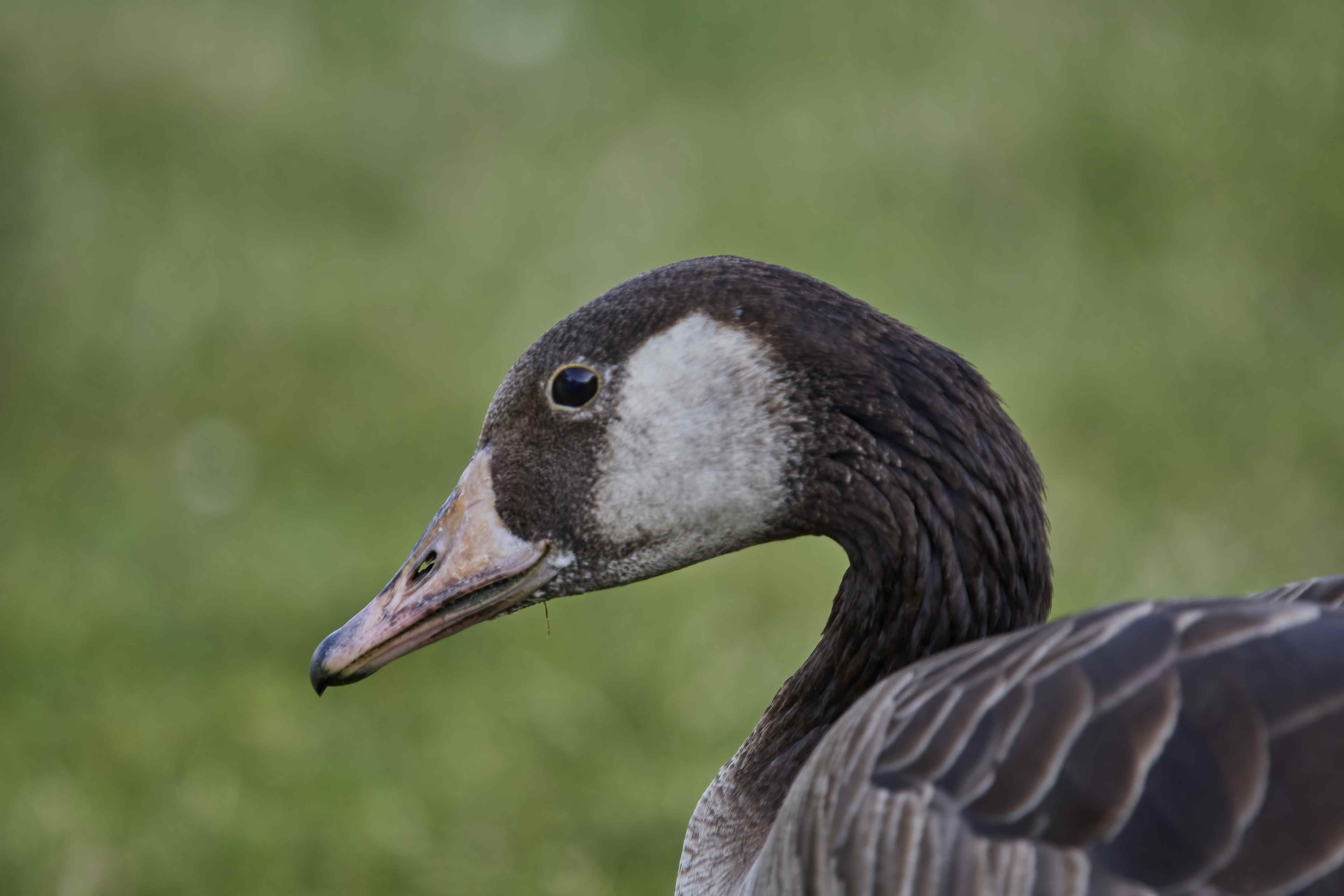 YOG_6086-DeNoiseAI-standard