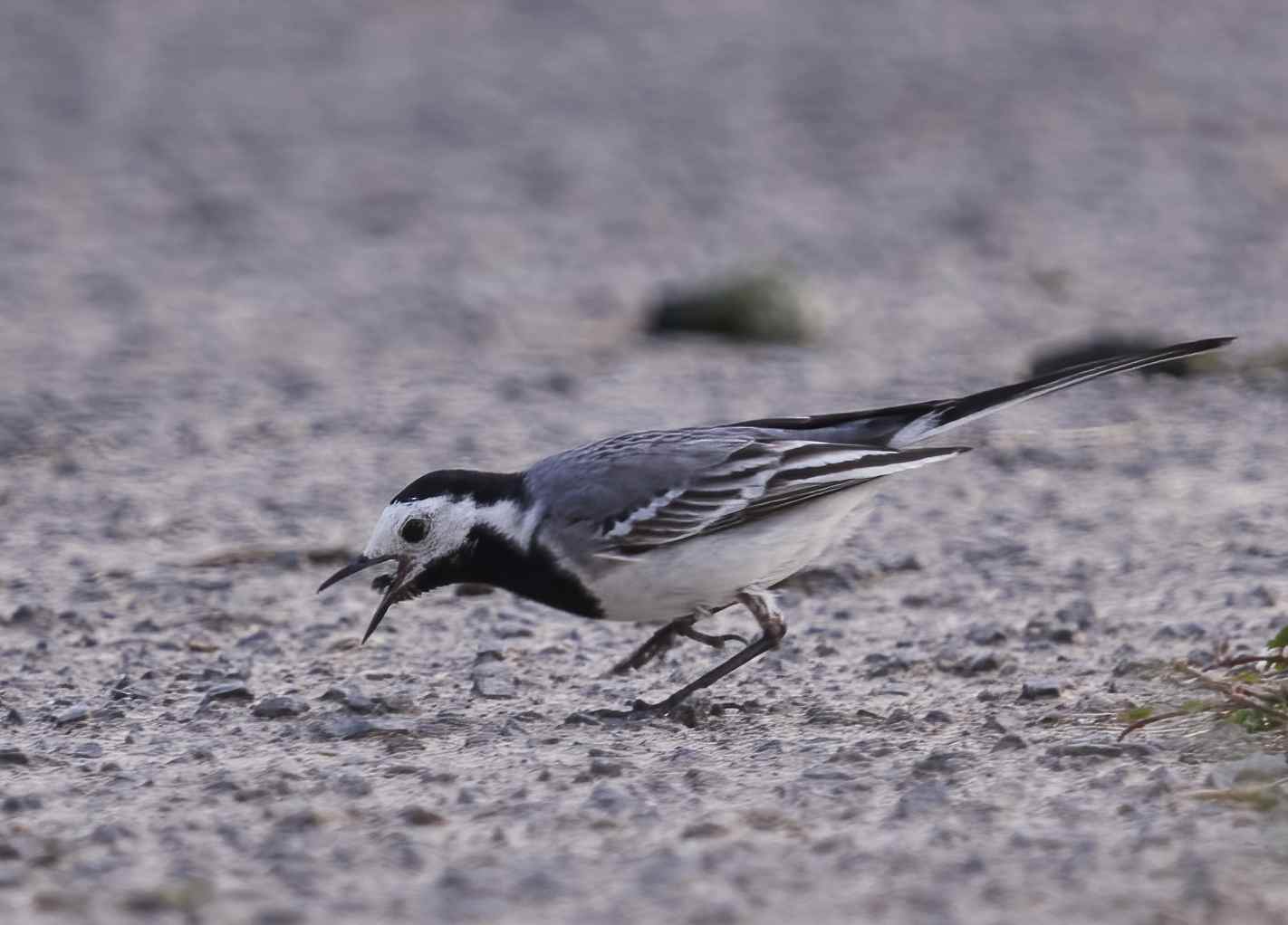 YOG_6107-DeNoiseAI-standard