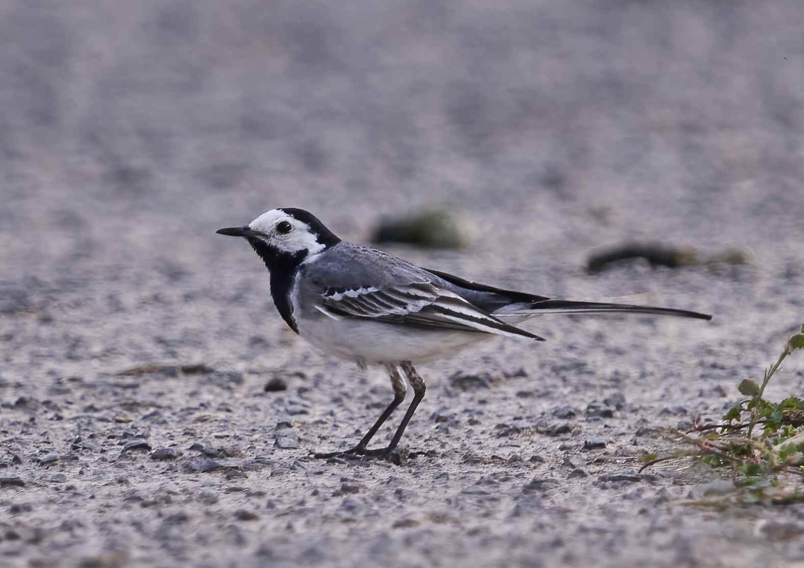 YOG_6109-DeNoiseAI-standard