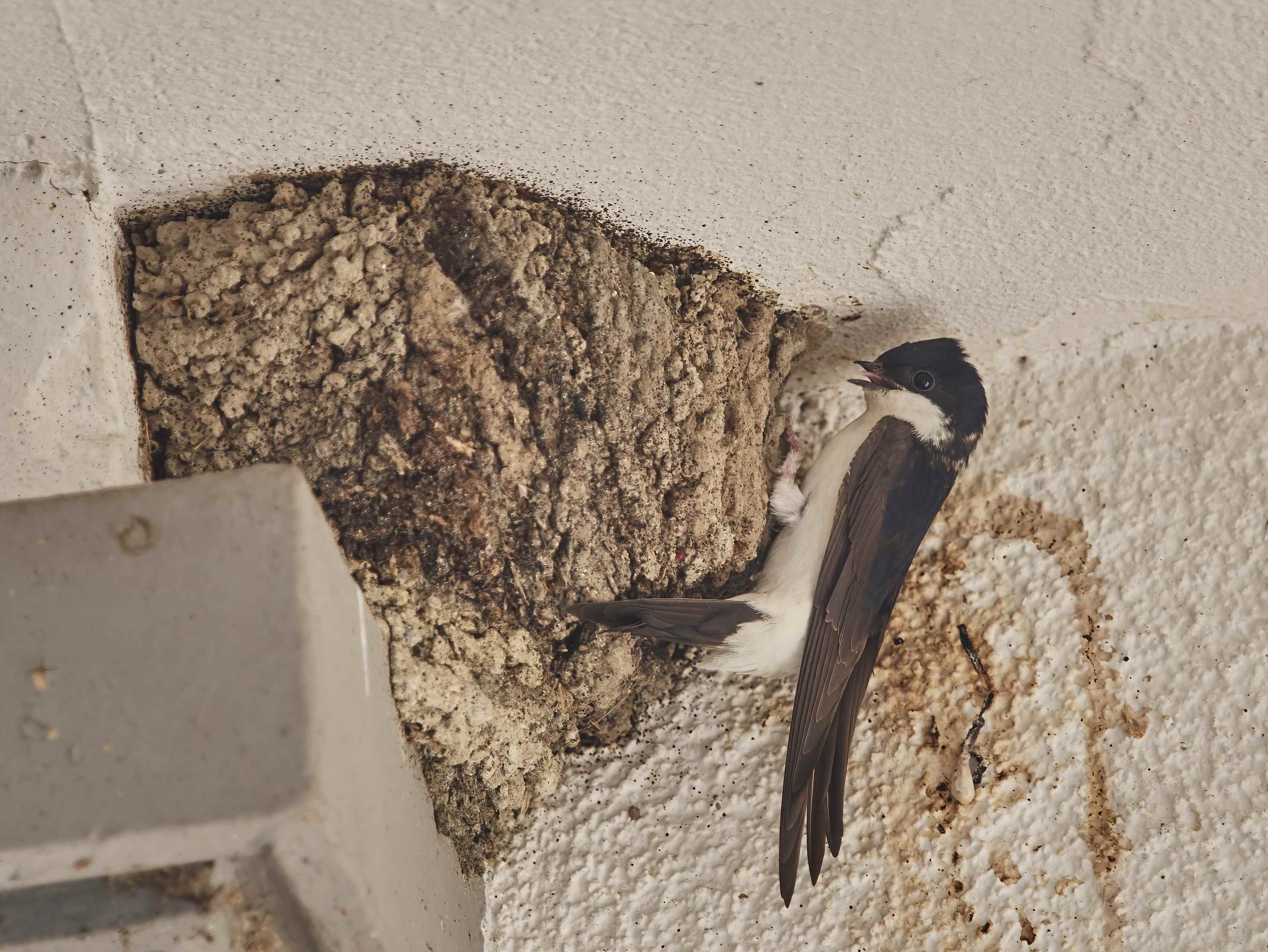 YOG_6149-DeNoiseAI-standard