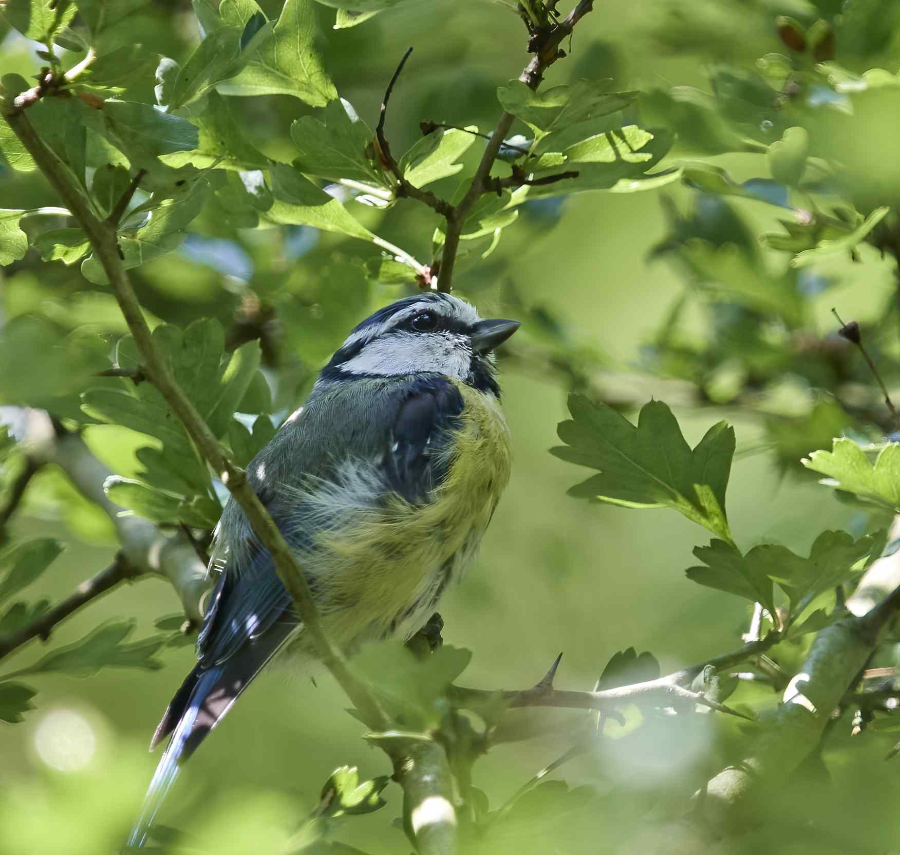 YOG_6271-DeNoiseAI-standard