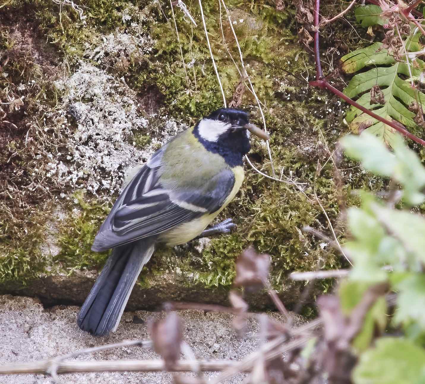 YOG_6322-DeNoiseAI-standard