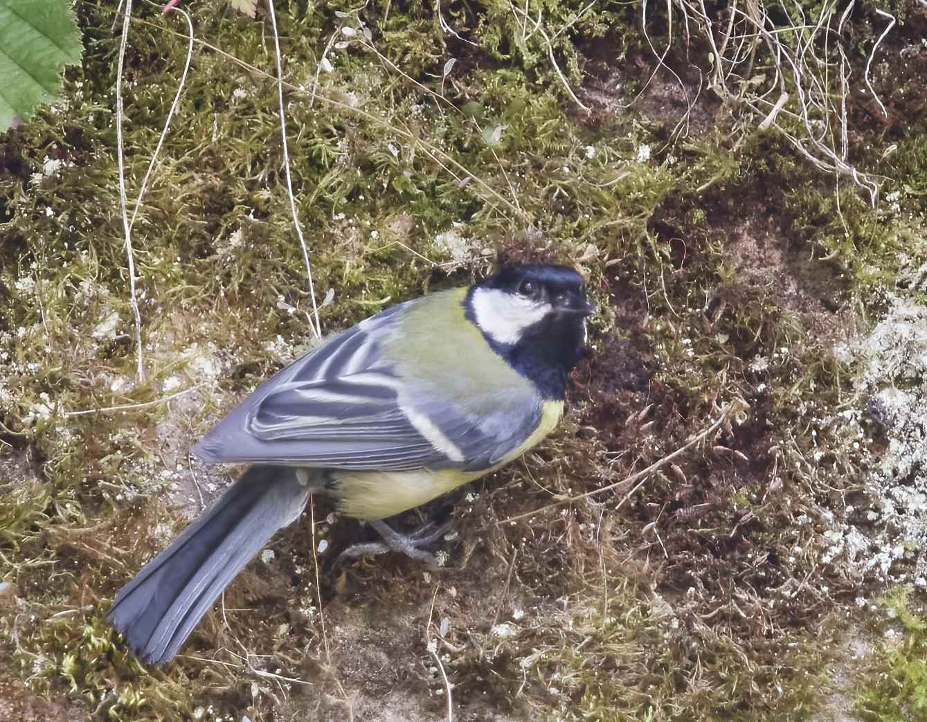 YOG_6335-DeNoiseAI-standard