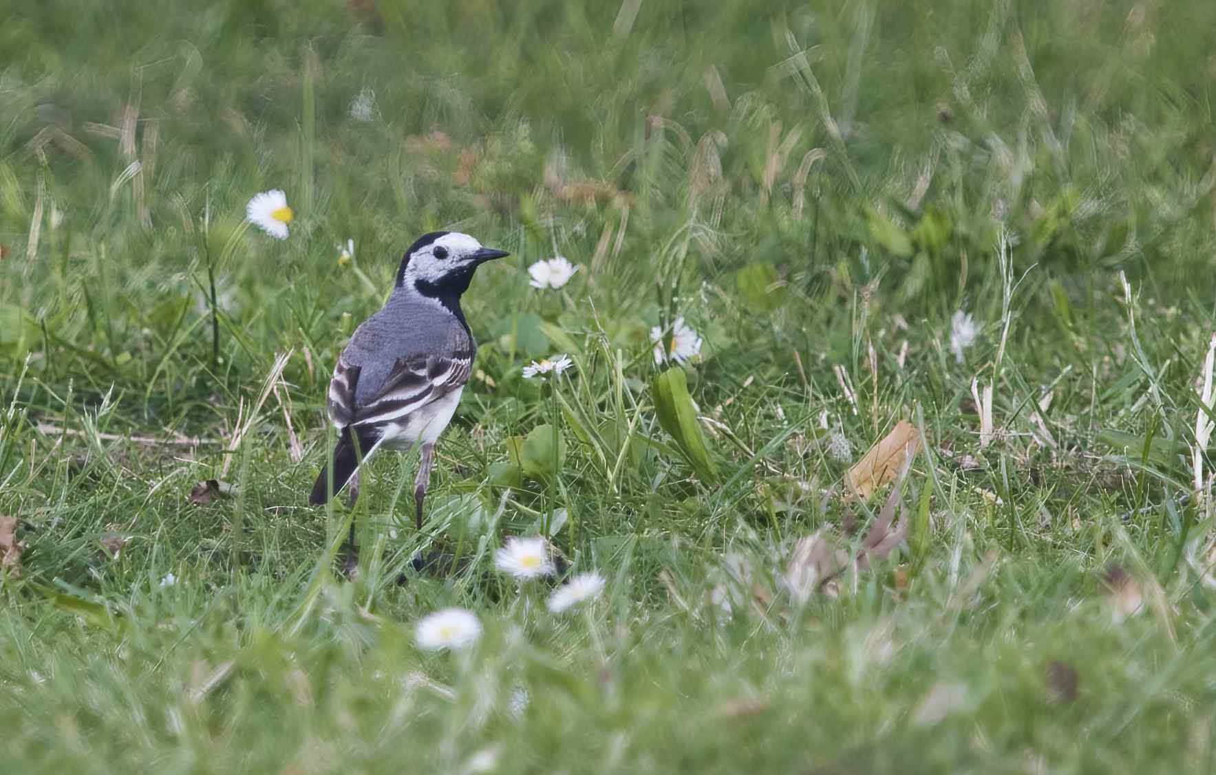 YOG_6406-DeNoiseAI-standard