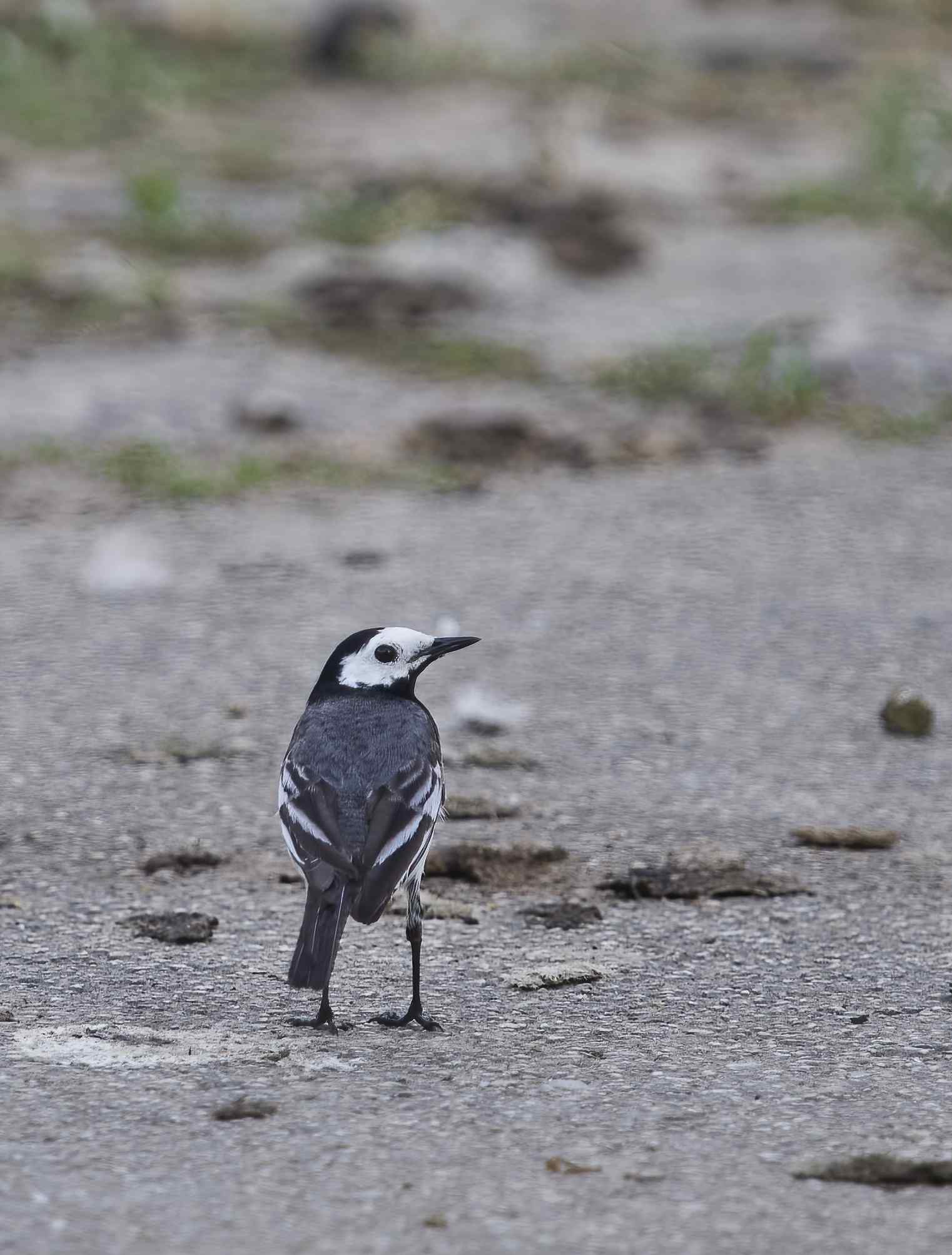 YOG_6415-DeNoiseAI-standard