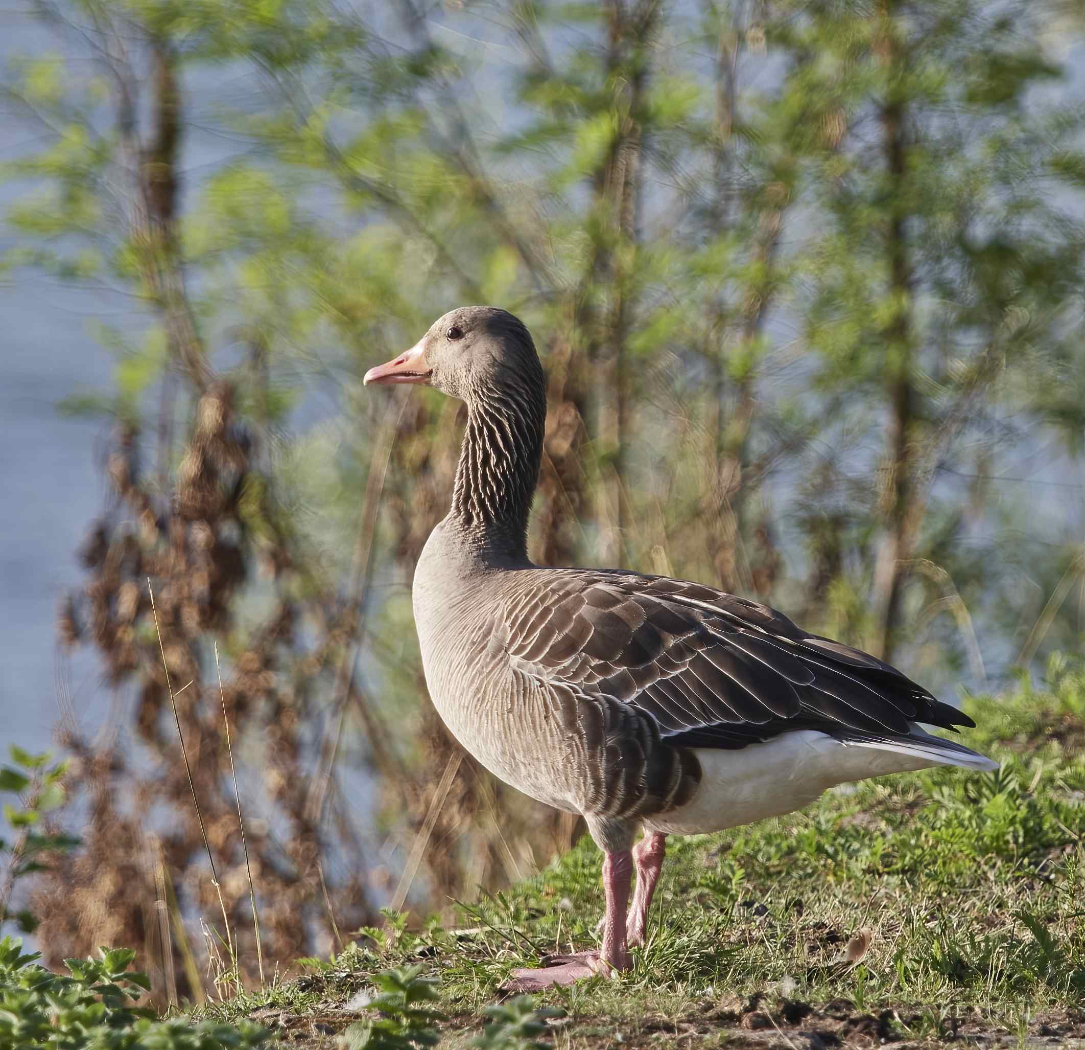 YOG_6485-DeNoiseAI-standard