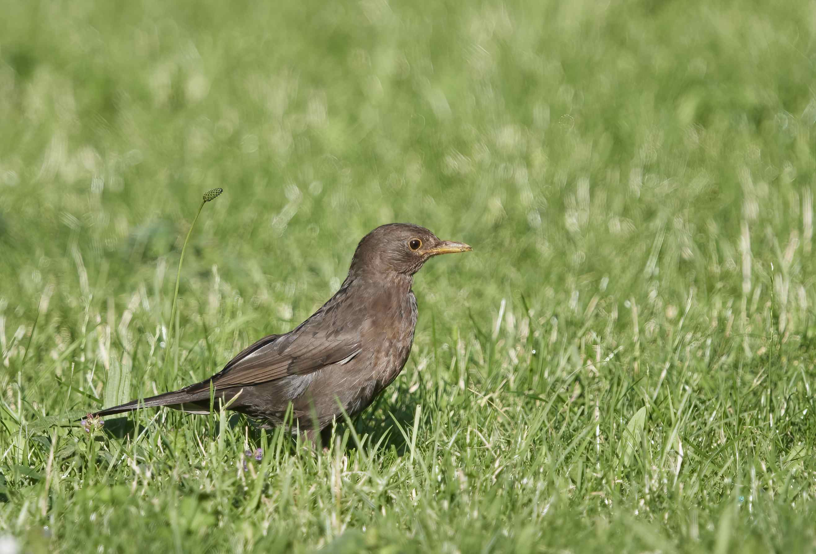 YOG_6491-DeNoiseAI-standard