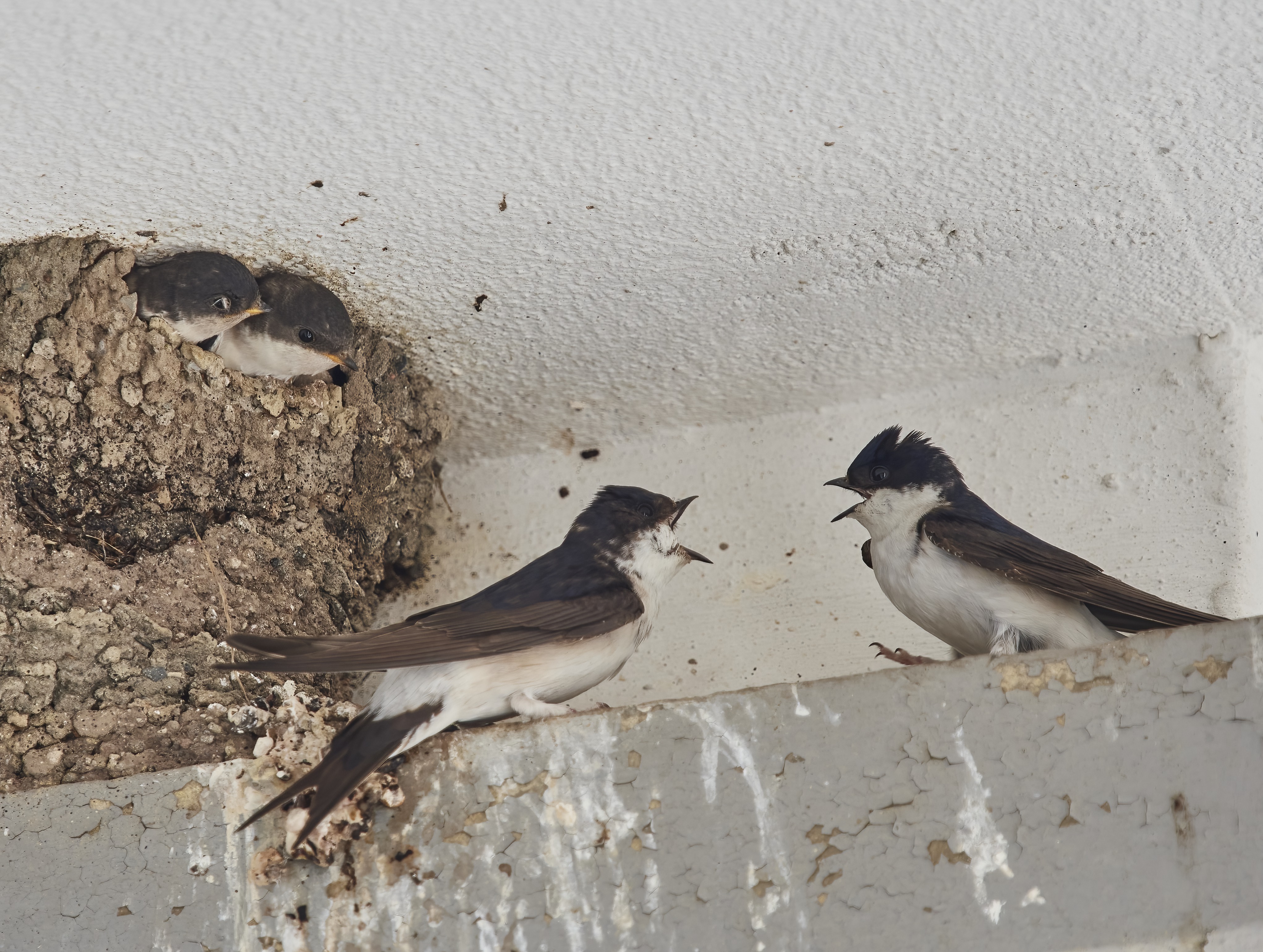 YOG_6513-DeNoiseAI-standard