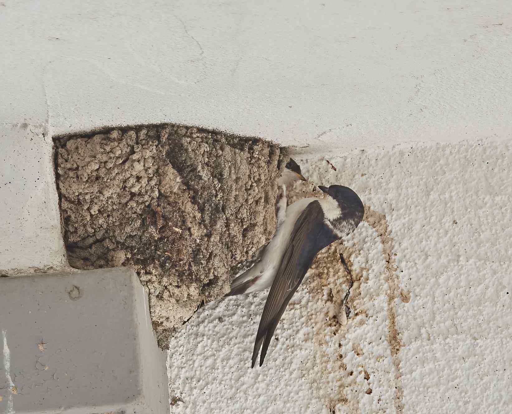 YOG_6521-DeNoiseAI-standard