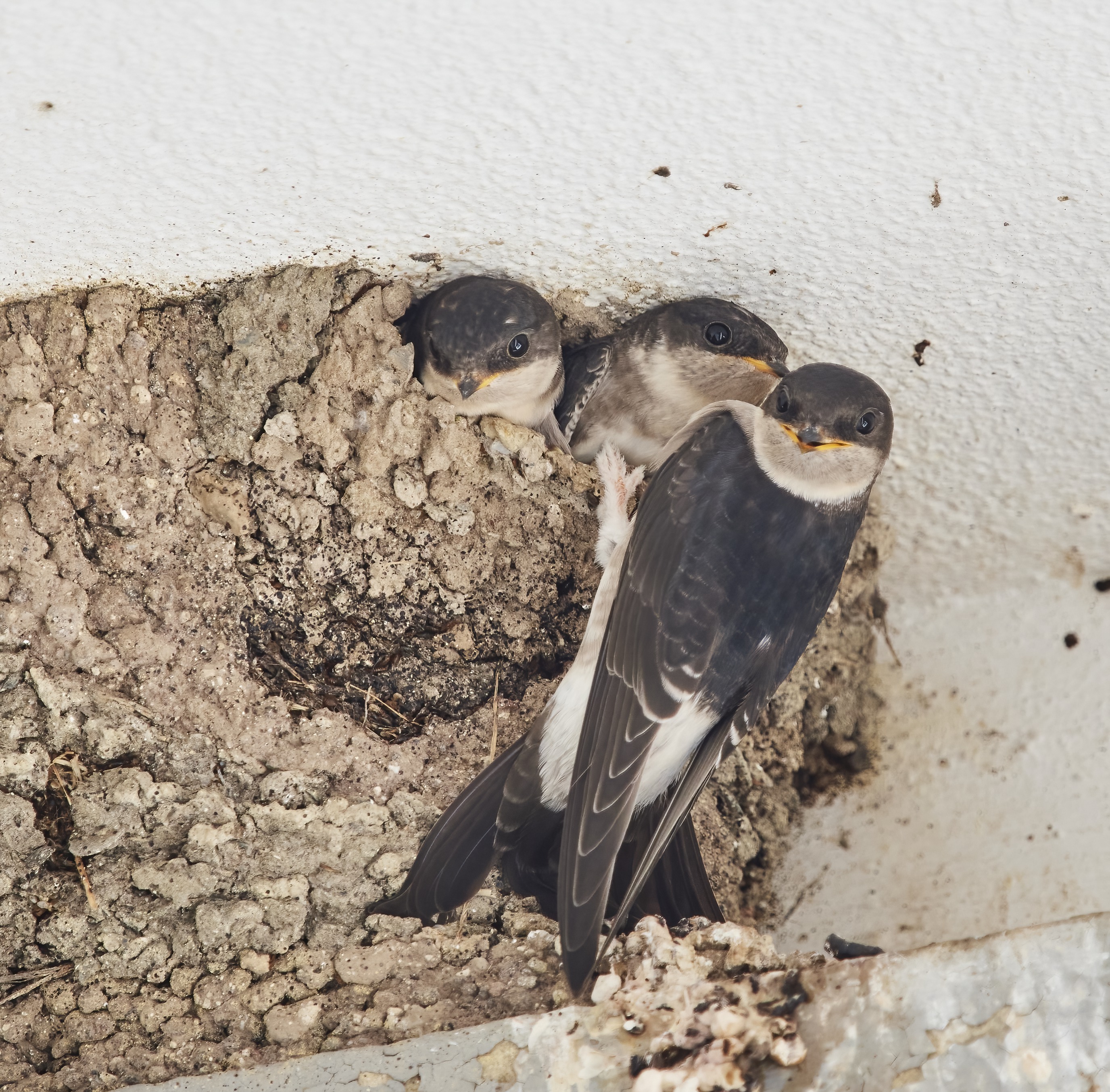 YOG_6545-DeNoiseAI-standard