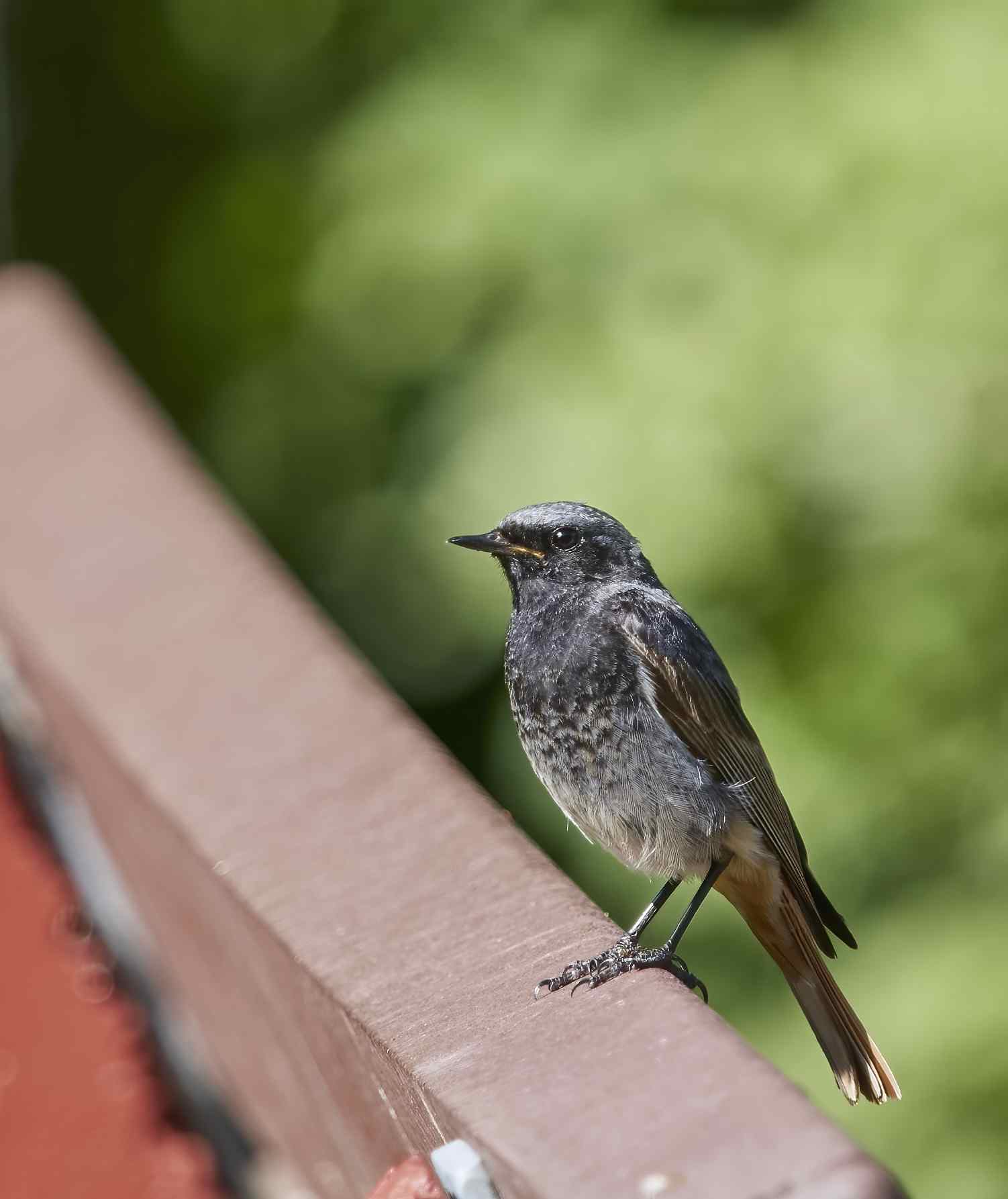 YOG_6724-DeNoiseAI-standard