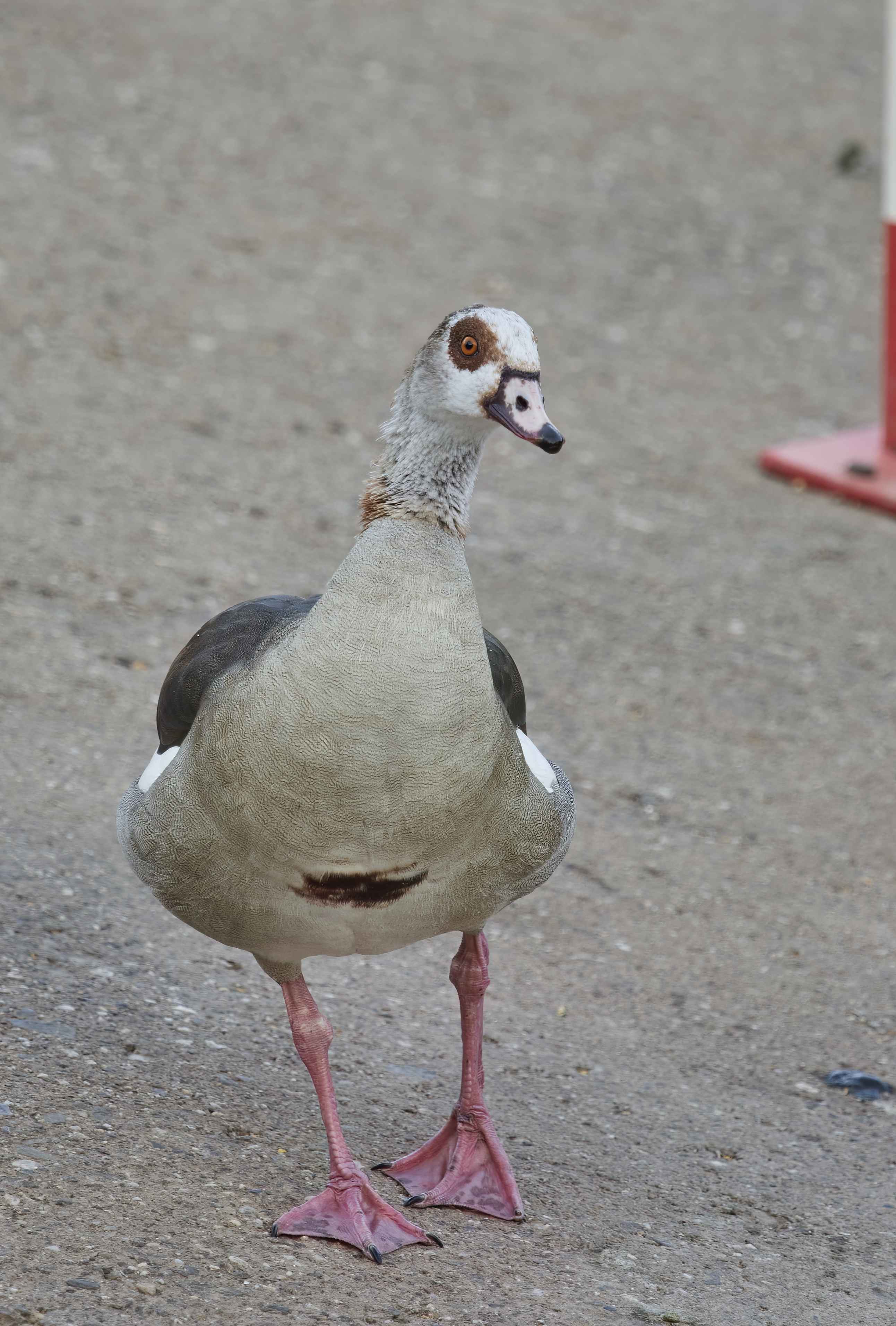 YOG_6873-DeNoiseAI-low-light