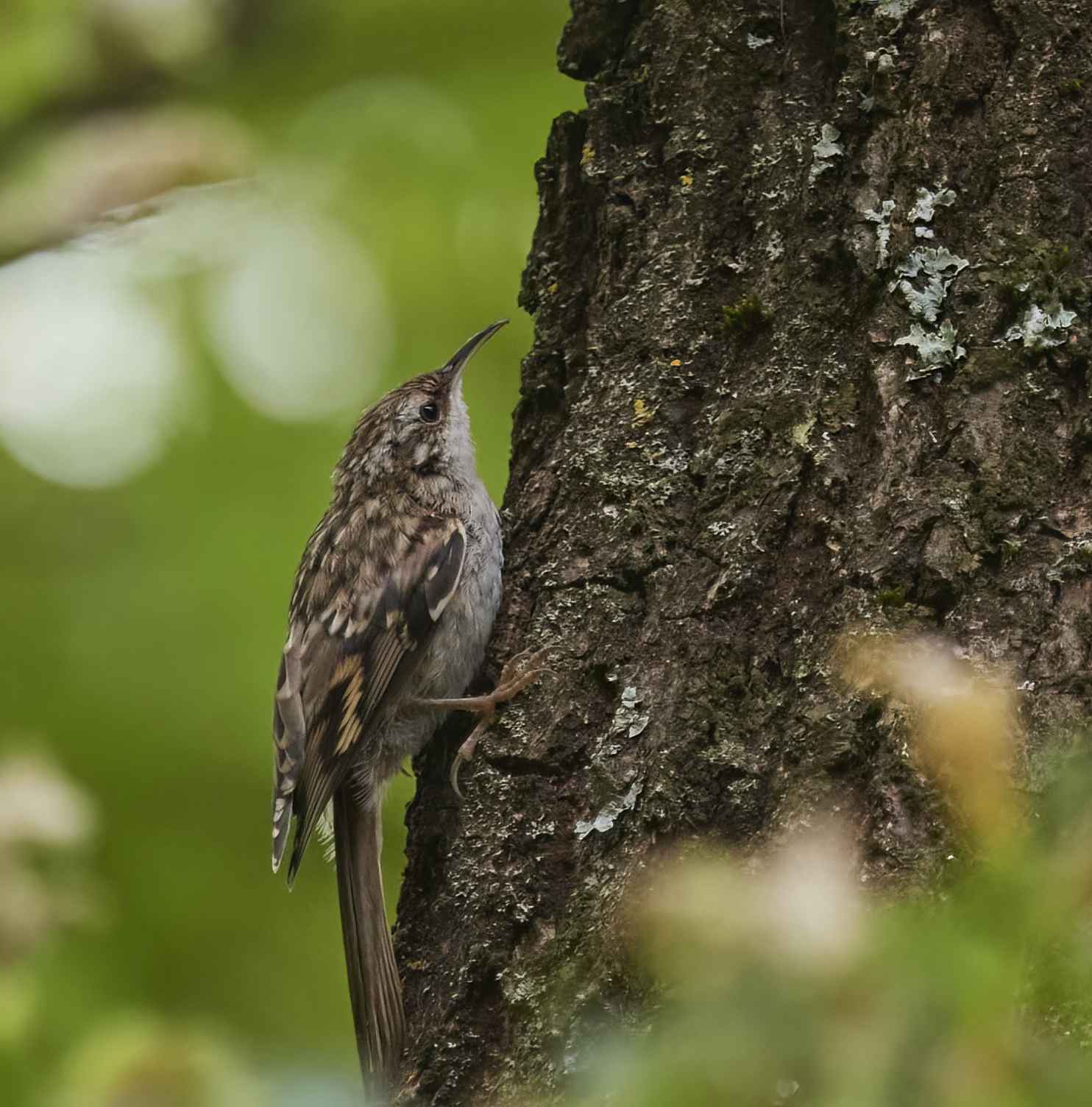 YOG_7195-DeNoiseAI-low-light