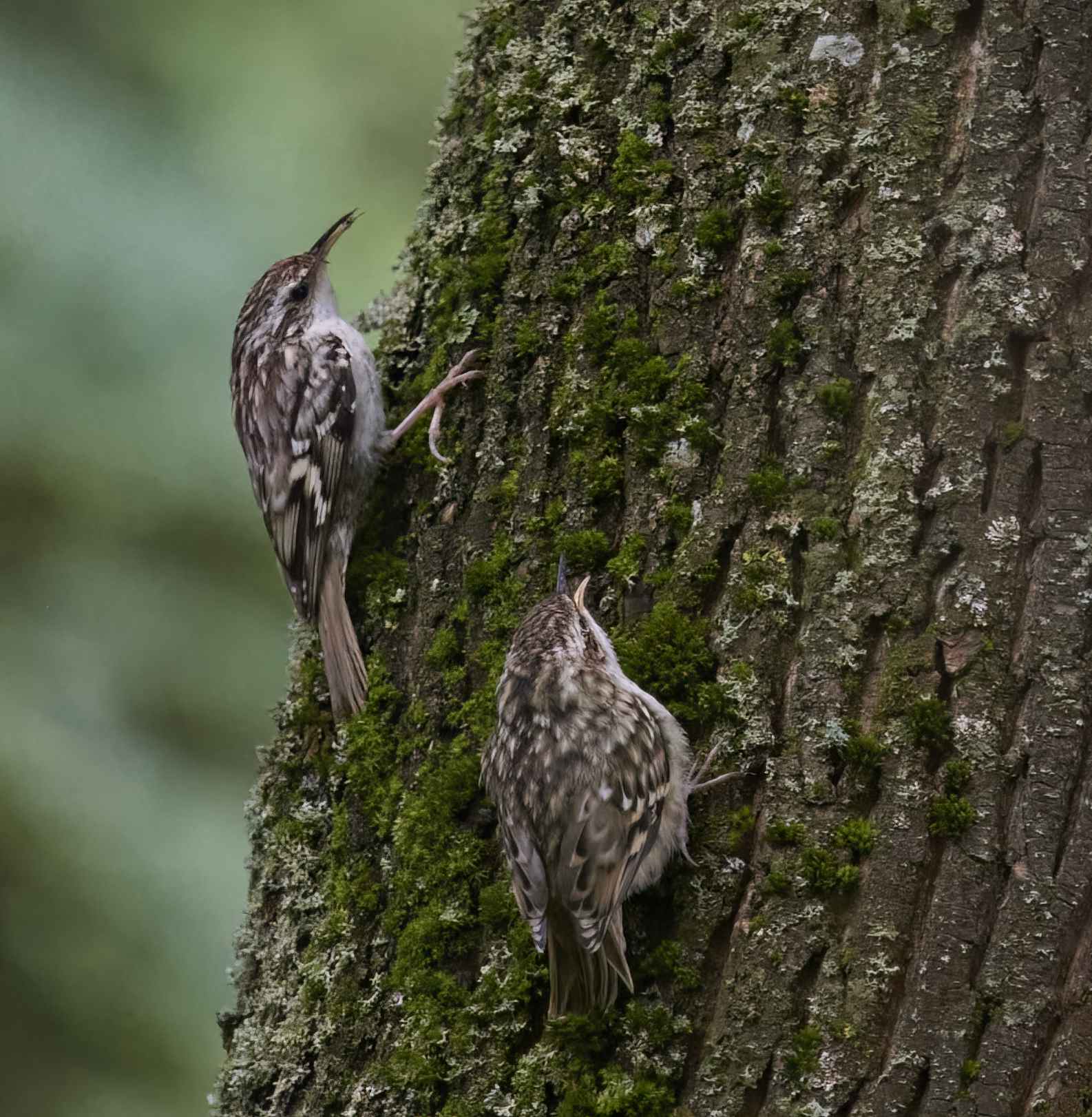 YOG_7227-DeNoiseAI-low-light