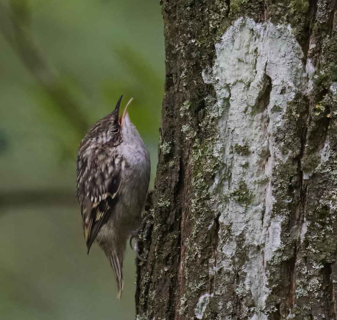 YOG_7230-DeNoiseAI-low-light