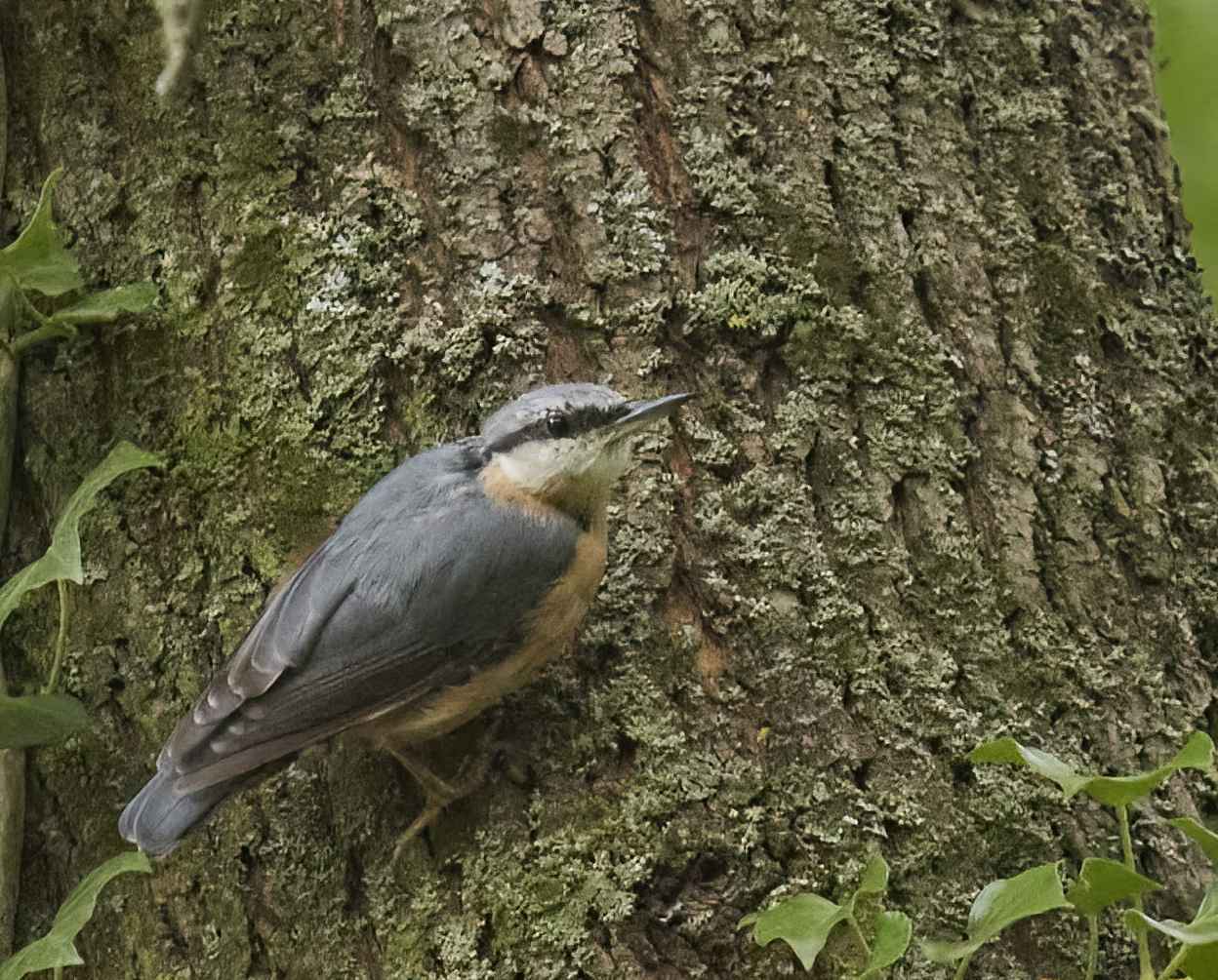 YOG_7242-DeNoiseAI-low-light