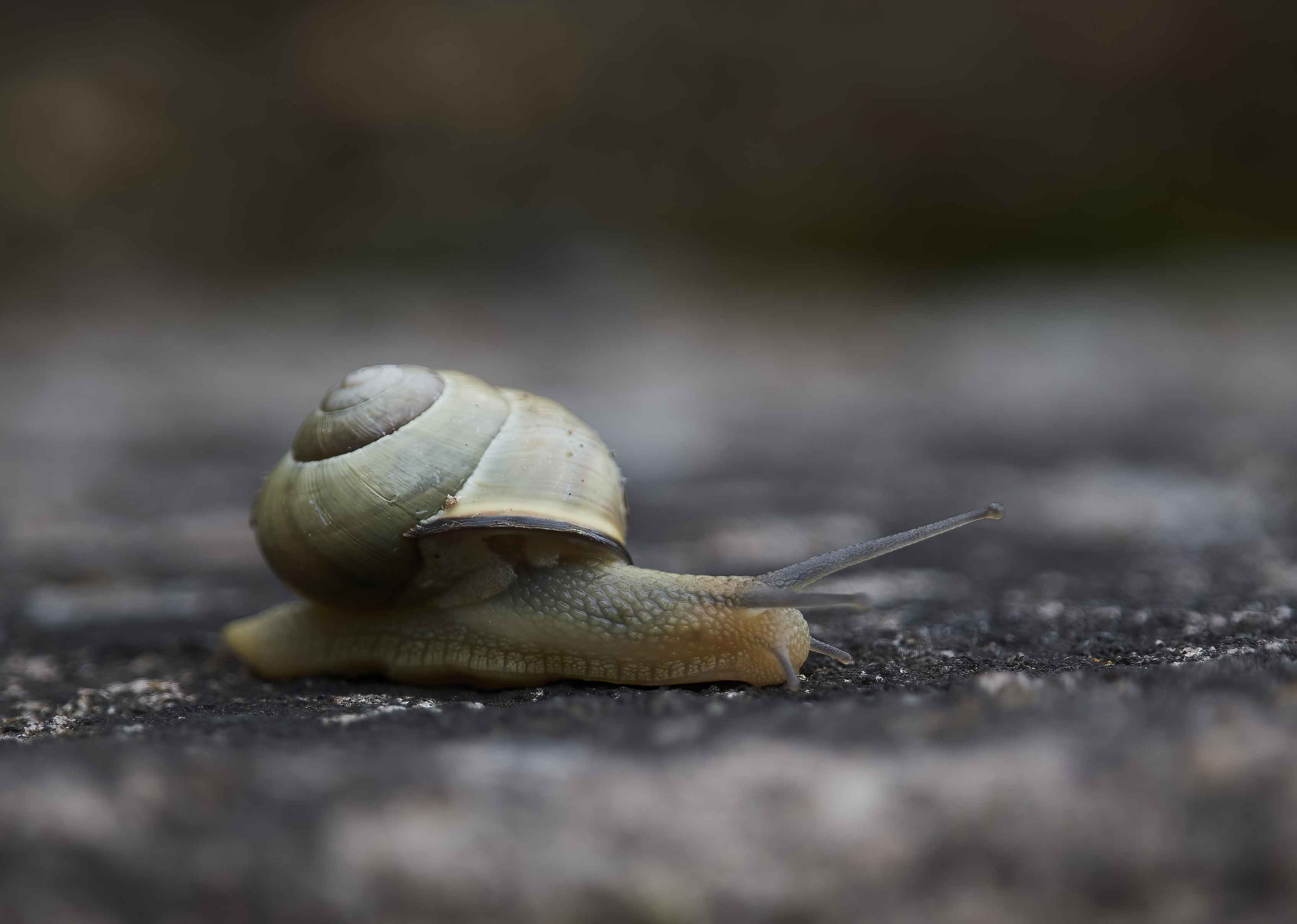 YOG_7114-DeNoiseAI-standard