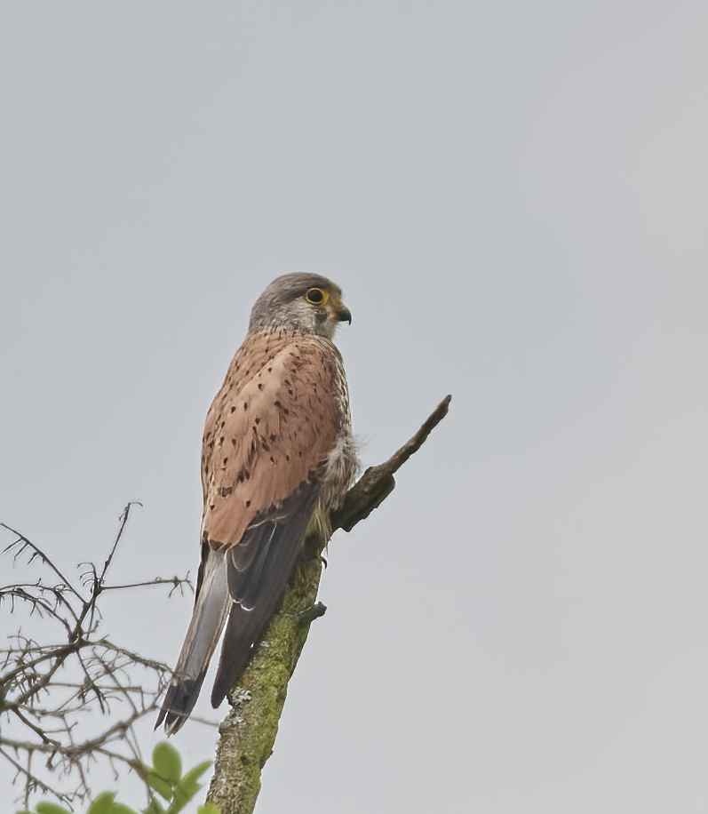 YOG_7131-DeNoiseAI-standard