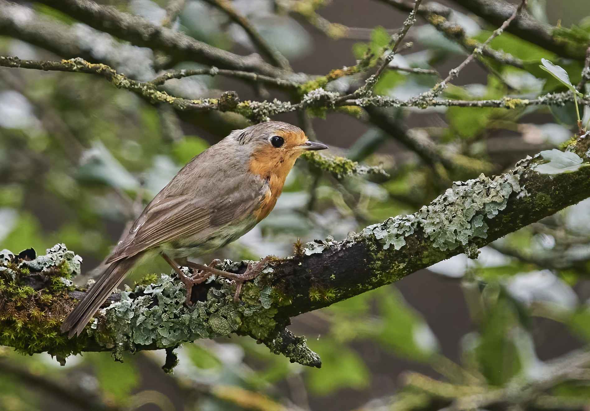 YOG_7142-DeNoiseAI-standard