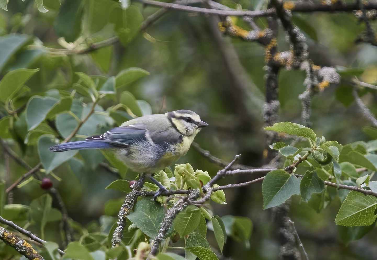 YOG_7154-DeNoiseAI-standard