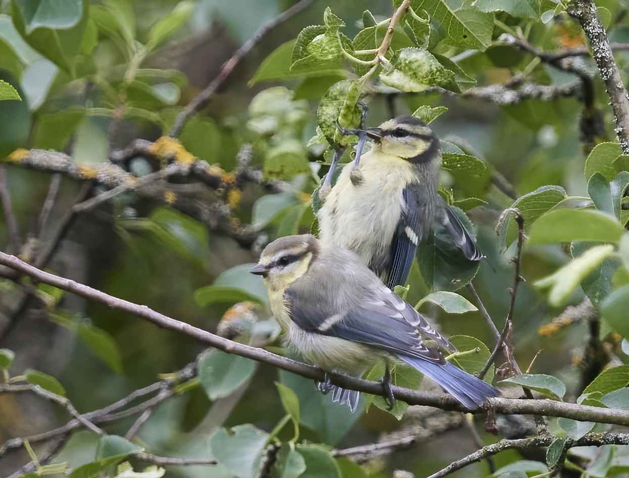 YOG_7176-DeNoiseAI-standard