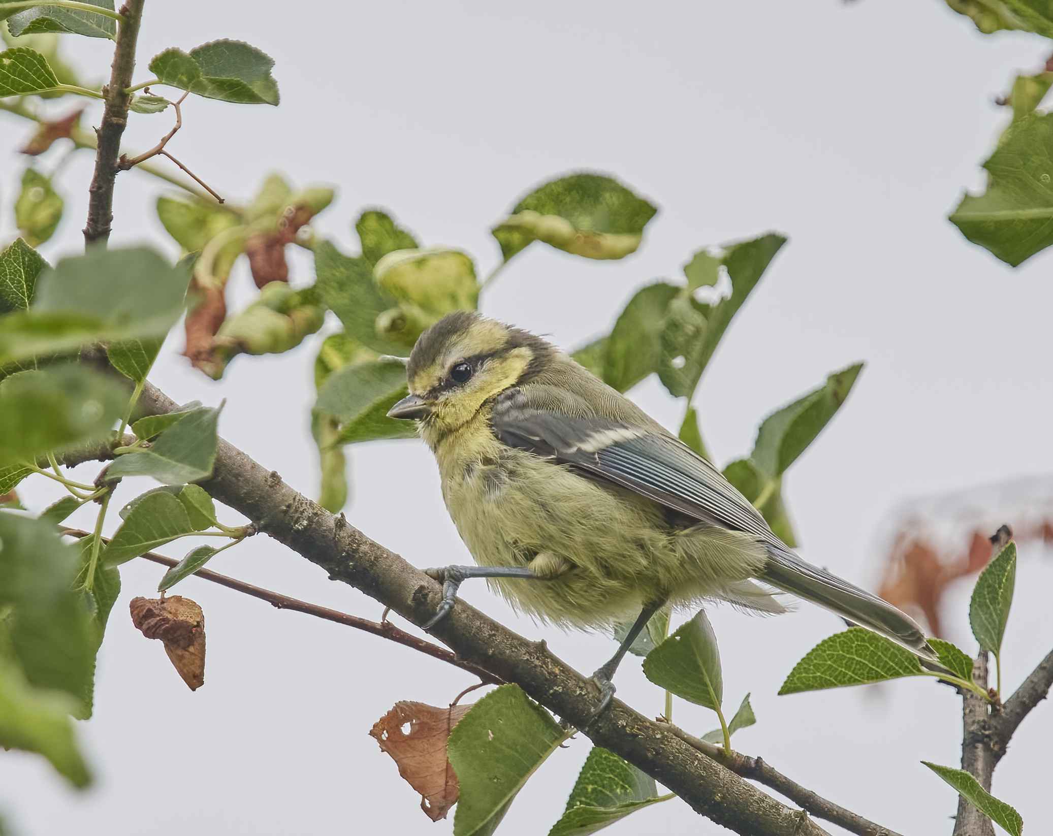 YOG_7180-DeNoiseAI-standard