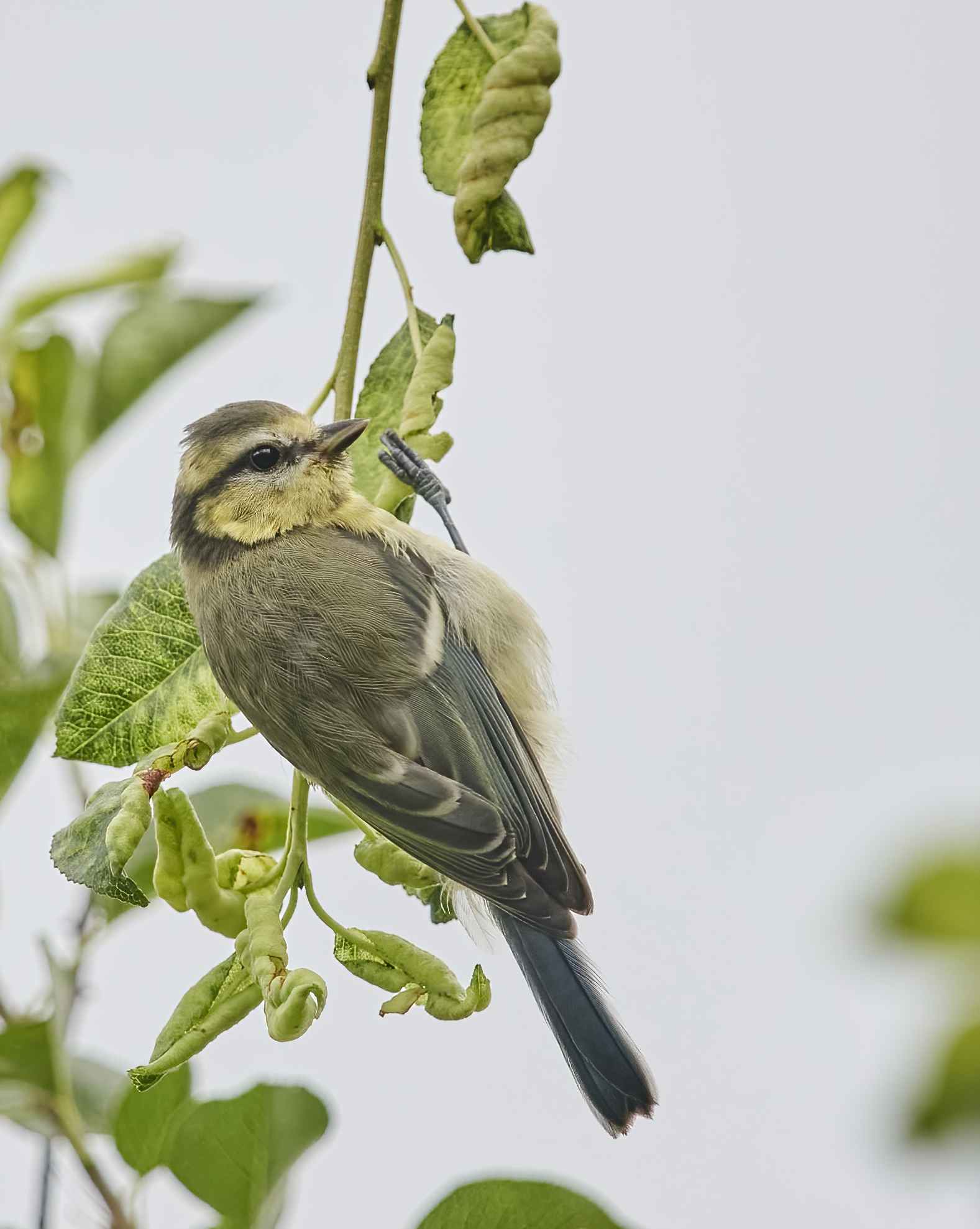 YOG_7186-DeNoiseAI-standard