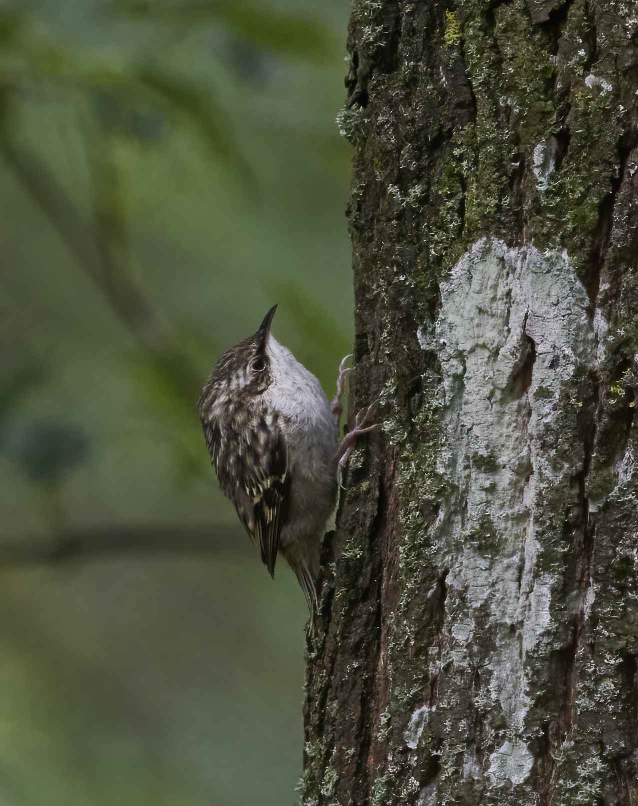 YOG_7231-DeNoiseAI-standard