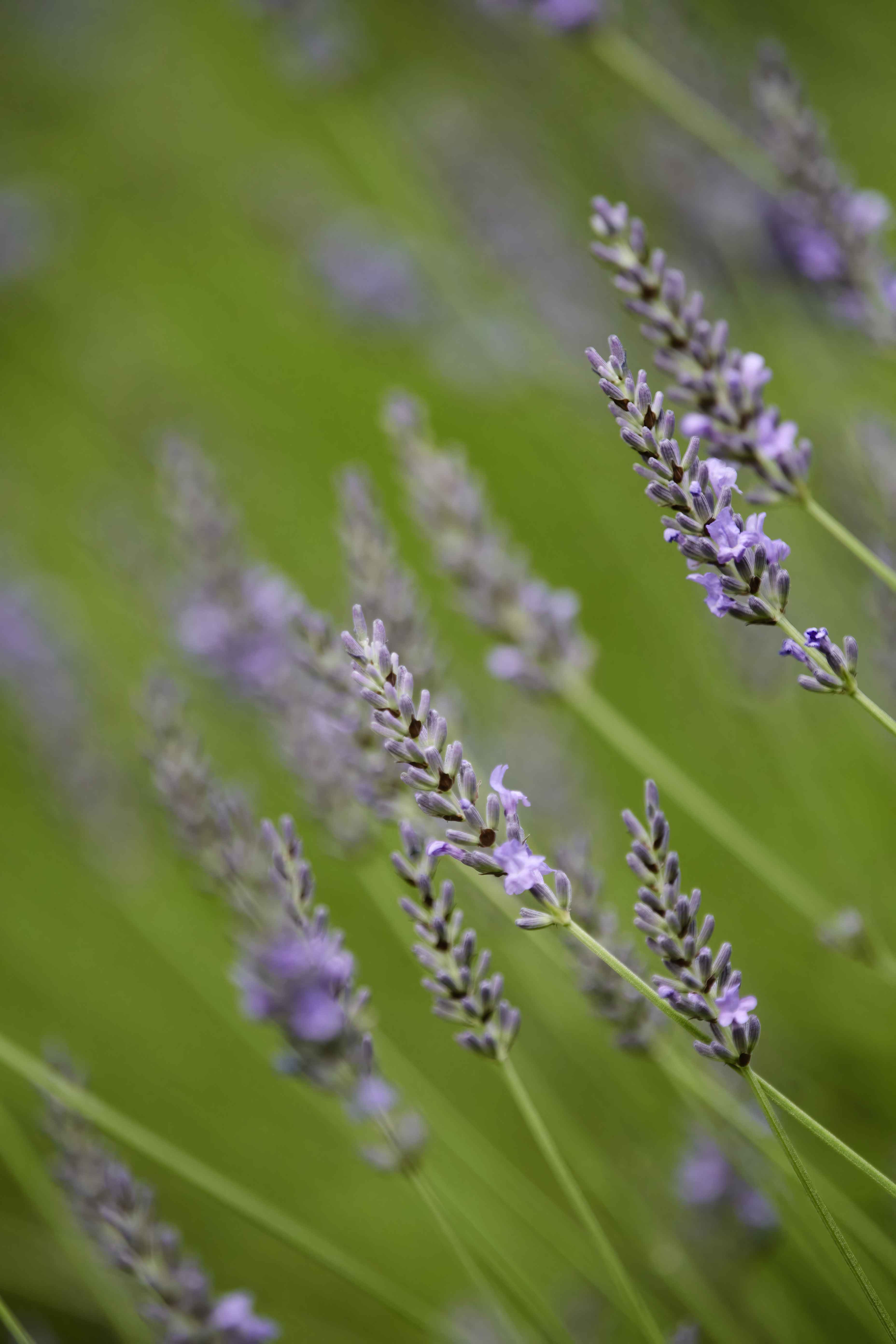 YOG_7253-DeNoiseAI-standard