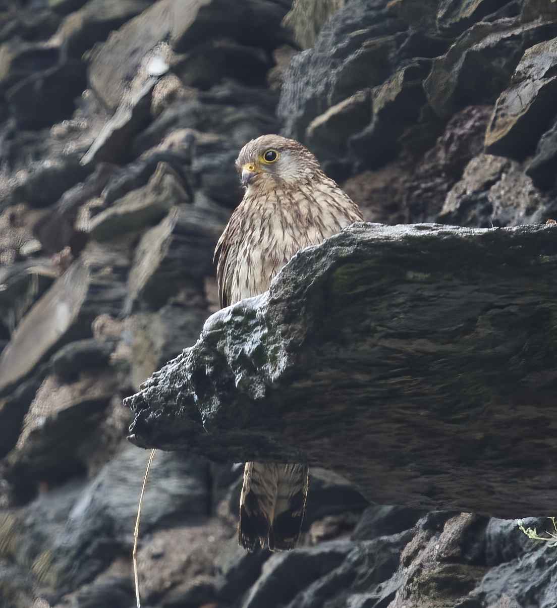 YOG_7336-DeNoiseAI-standard