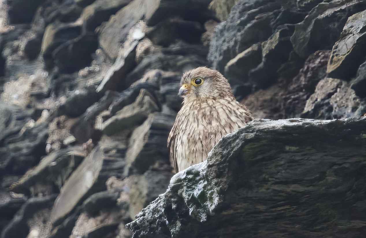 YOG_7344-DeNoiseAI-standard